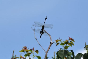 コシアキトンボを捕食中