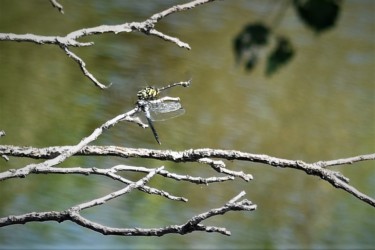 シオカラトンボを捕食中