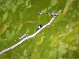 上からウチワ、コシアキ、シオカラが止まる