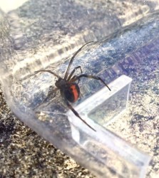 セアカゴケグモ