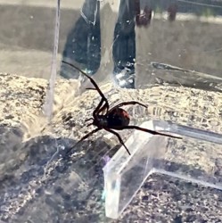 セアカゴケグモ