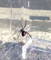 セアカゴケグモ