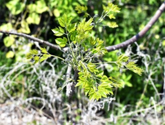 センダンの新芽と花芽