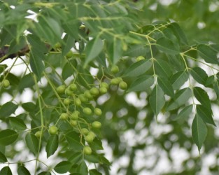 センダンの若い実
