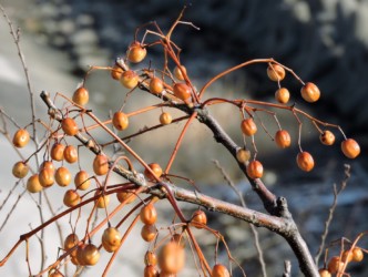 枯れかかっている実