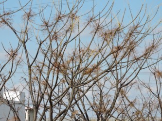 センダンの実が落ちた枝