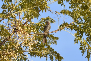 ヒヨドリが実を食べるために止まる