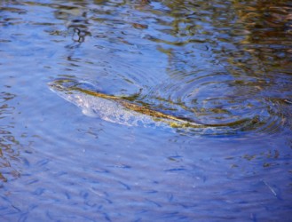 浅瀬にきたライギョの成魚