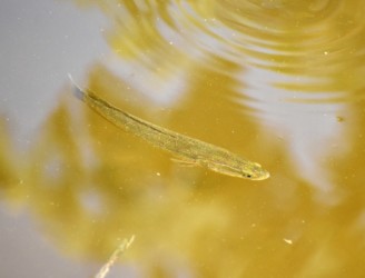 浅瀬近くを泳ぐ幼魚