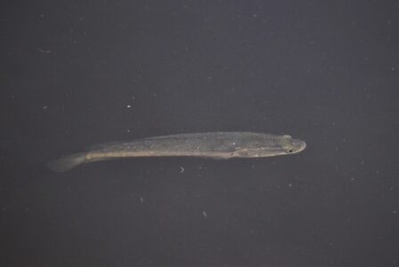 浅瀬近くを泳ぐ幼魚