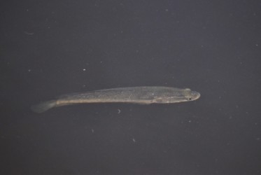 浅瀬近くを泳ぐ幼魚