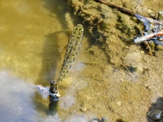 浅瀬近くを泳ぐ幼魚