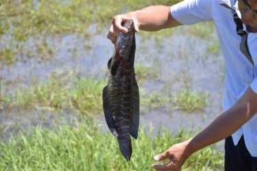 釣り上げられた後、リリースされた