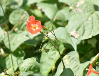 マルバルコウソウ