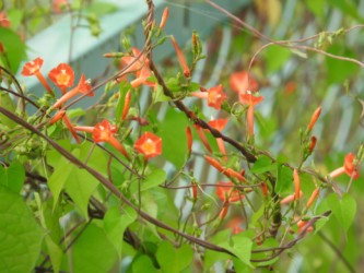 マルバルコウソウ