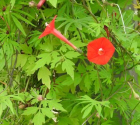 モミジバルコウソウ