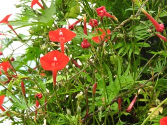 モミジバルコウソウ