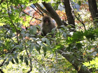 天童高原でヤマグリを食べて休む