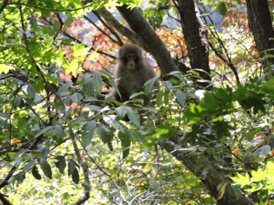 天童高原でヤマグリを食べて休む