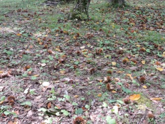 ヤマグリがたくさん落ちている