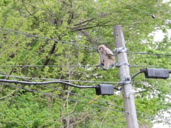 電線を移動中のサル