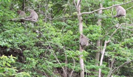 電線を移動中のサル