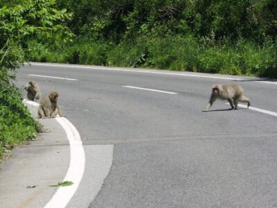 道路を横断中