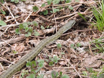 アオダイショウ