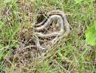暑さで泥を被りトグロを巻いている