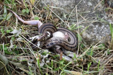 カエルを絞めているシマヘビ