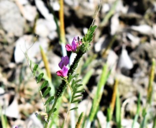 カラスノエンドウに取りつくアブラムシ
