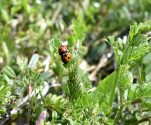 ナナホシテントウとアブラムシ