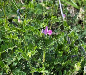 アブラムシに群がる幼虫