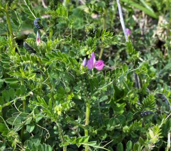 アブラムシに群がる幼虫