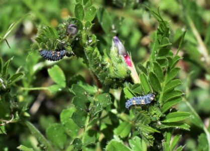 アブラムシを襲う幼虫