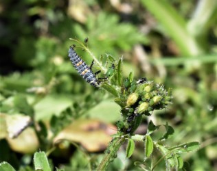 食べながら糞をする幼虫