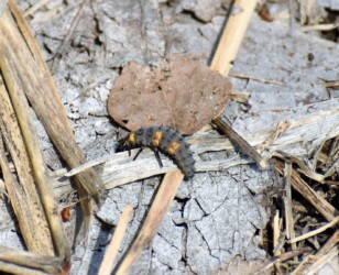 地面を歩き回る幼虫