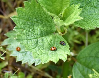 ヤブマオの葉の上の成虫とサナギ