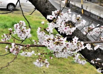 花が先に咲くソメイヨシノ