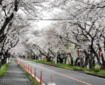 ソメイヨシノの花のトンネル 木曽岬
