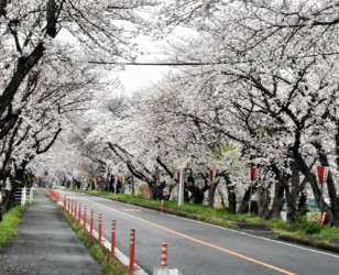 ソメイヨシノの花のトンネル 木曽岬