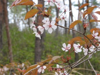 花と葉が同時にでるヤマザクラ