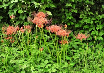 ヒガンバナの花