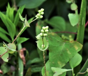 イシミカワの若い実