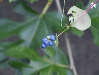 イシミカワの成熟した実