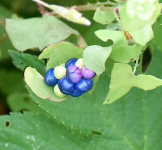 萼(がく)が種を包み込むのが見える