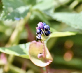 萼が剥がれて種が見える