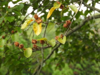 ブナの実がなる