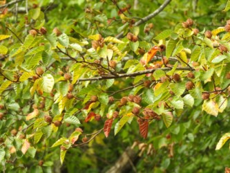 ブナの実がなる