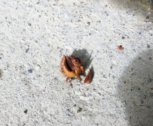 ブナの実を身近に見る